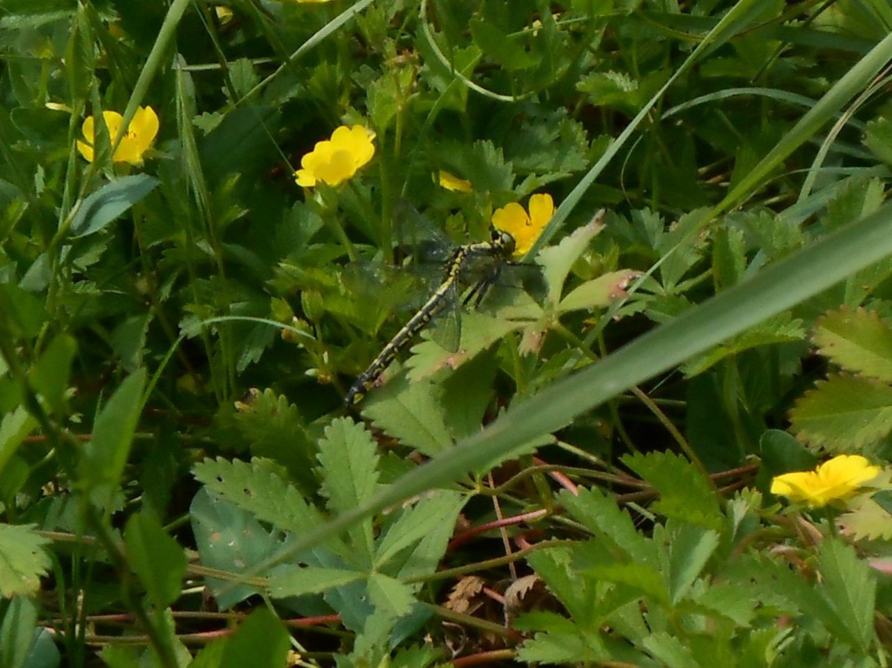 Gomphus vulgatissimus?